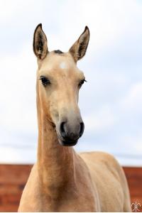 Photo cheval a vendre SALVADOR DE LA GESSE